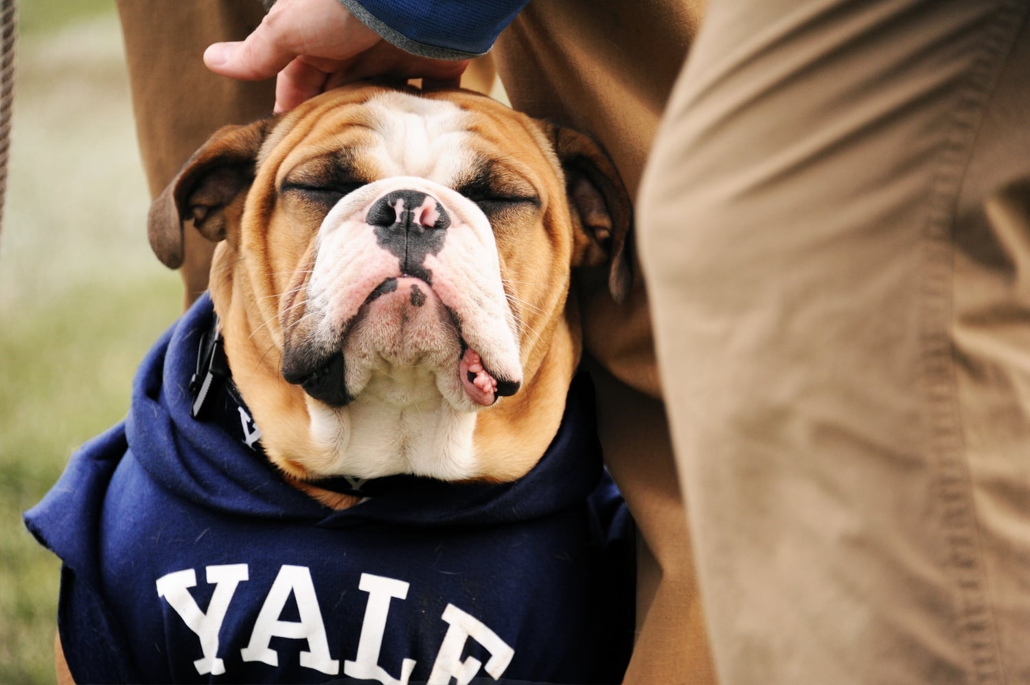 Handsome Dan, the official mascot of the Yale Bulldogs, enjoys a pat on the head.