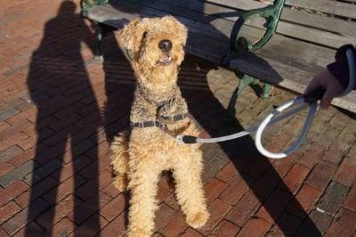 Cover image for Doggo or Teddy Bear