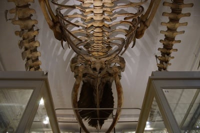 Cover image for Oh Whale