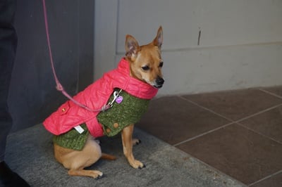 Cover image for Sweater Weather