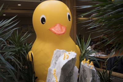 Cover image for Duck