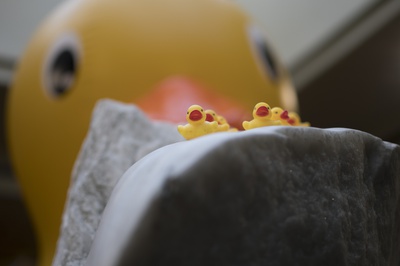 Cover image for Duck