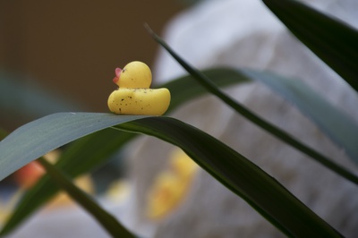 Cover image for Duck