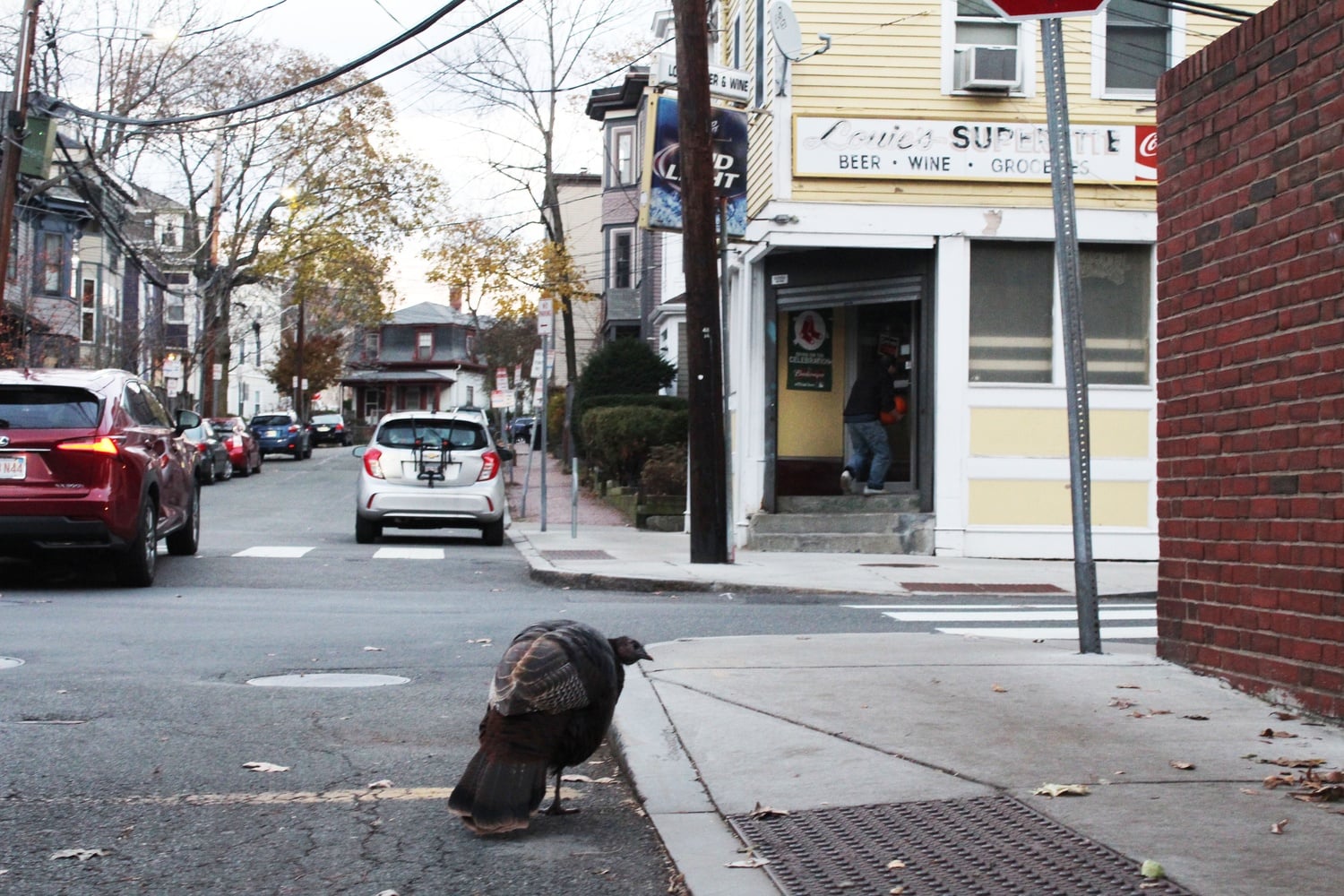 Avoid high school 'friends' this Thanksgiving about as well as the Harvard Turkey avoids traffic.