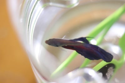 Cover image for Justus E. Uwayesu's Fish