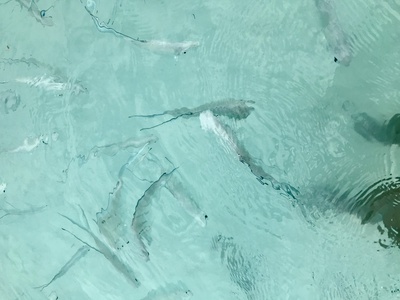 Cover image for Ringing in the New Year on the Ocean