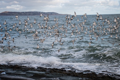 Cover image for Feathers & Farraige