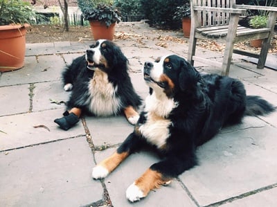 Cover image for Max and Bella