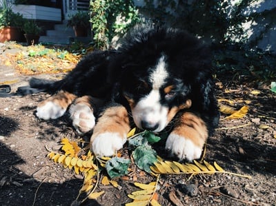 Cover image for Meet the Canines of Kirkland House