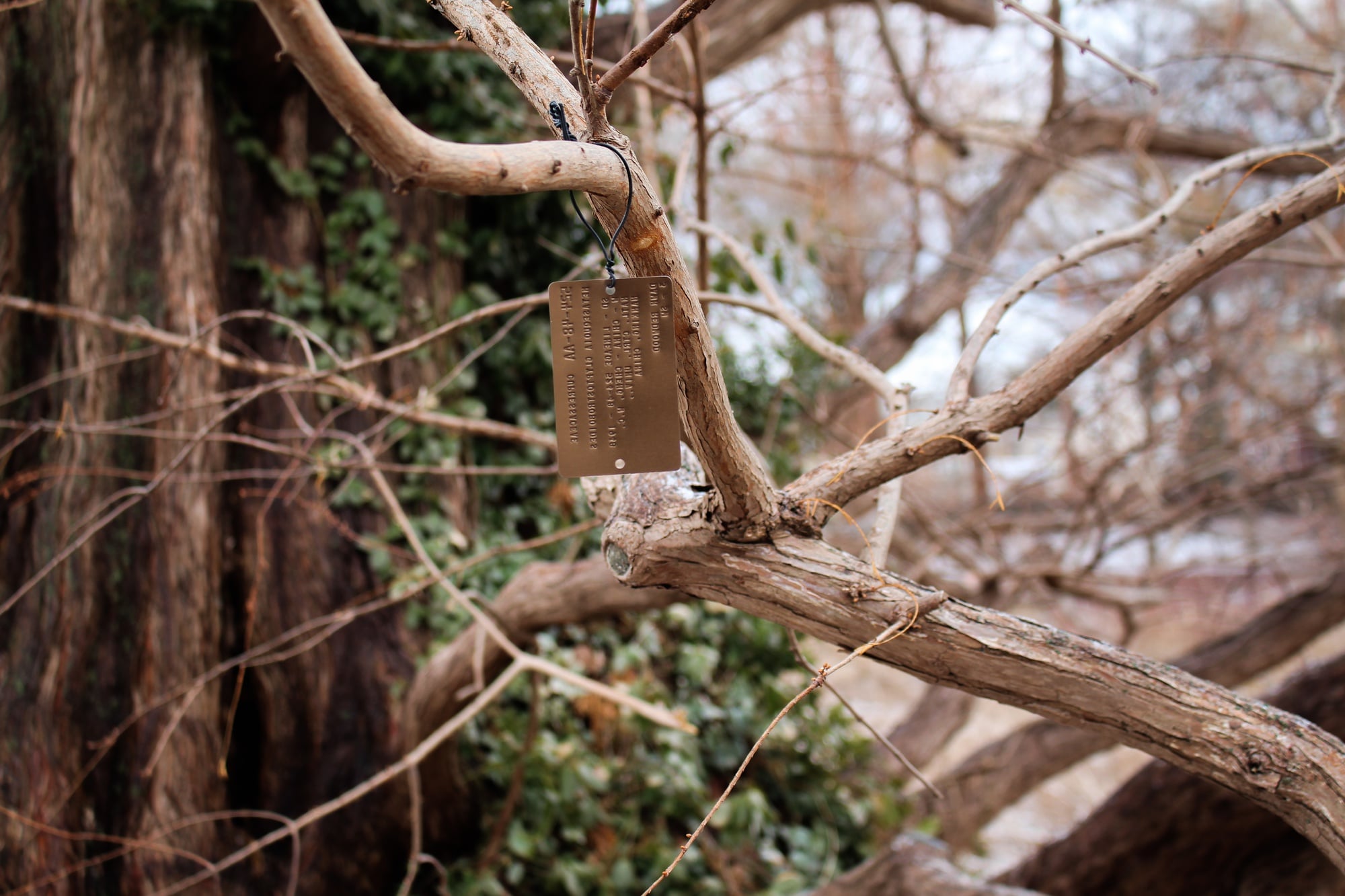 Like other plants at the Arnold Arboretum, metasequoia trees are marked according to the year their seeds are received.