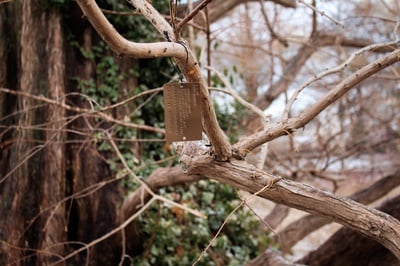 Cover image for Metasequoia Tag