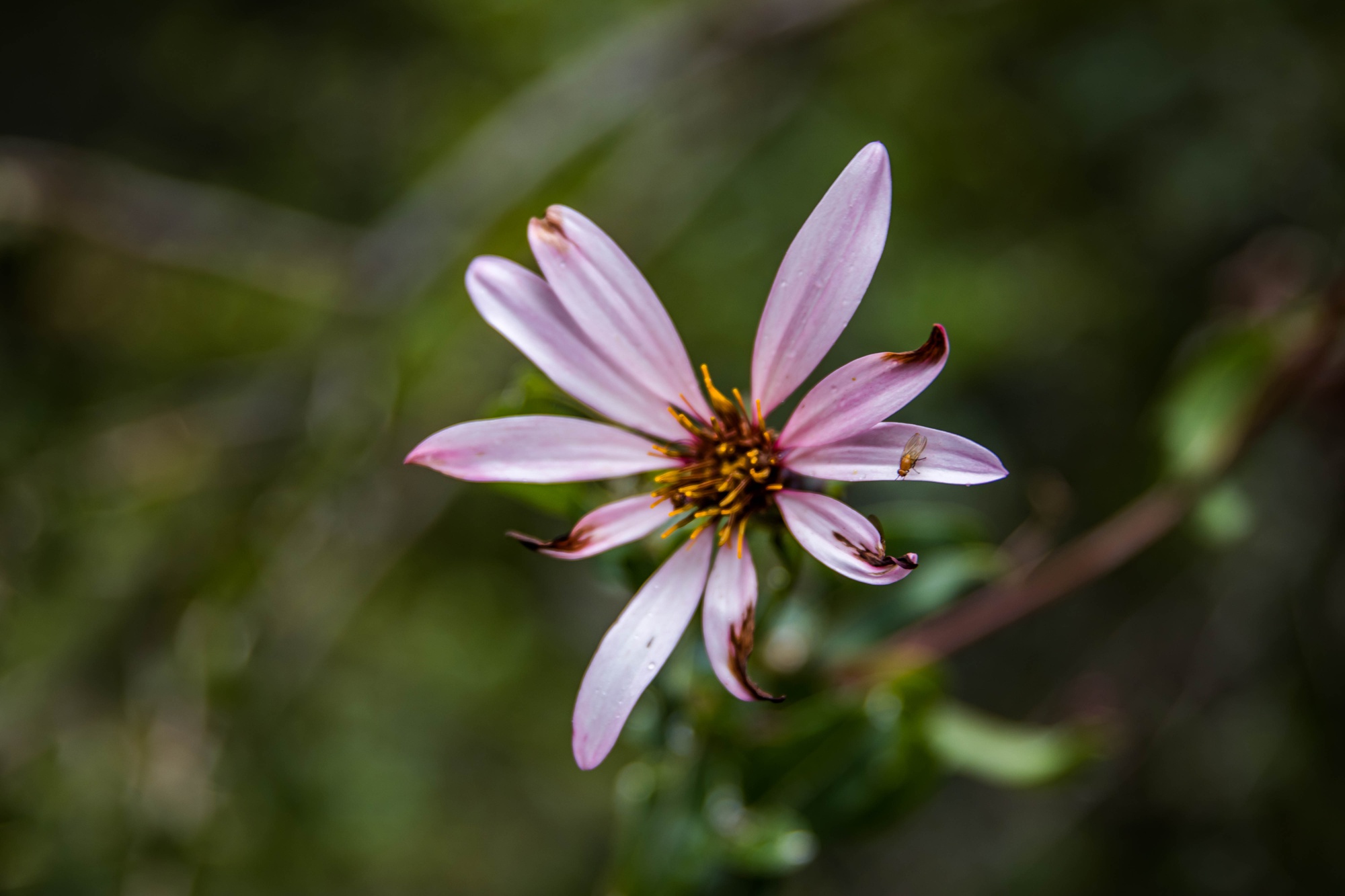 A small bug spotted on a flower during a hike.