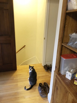 Cover image for The Chicken Cat