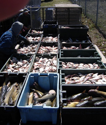 Cover image for Catch of the Day