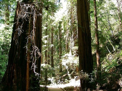 Cover image for How to Get Lost in the Woods