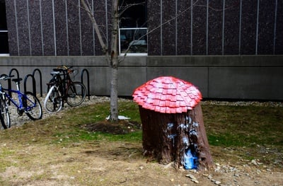 Cover image for Harvard's Hundred Acre Wood