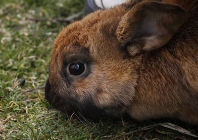 Cover image for Bunnies Take the Quad