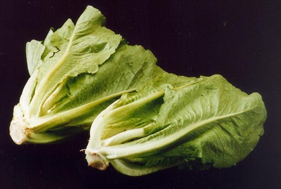 Cover image for Despite Nationwide Recall, HUDS Romaine Lettuce Not Affected