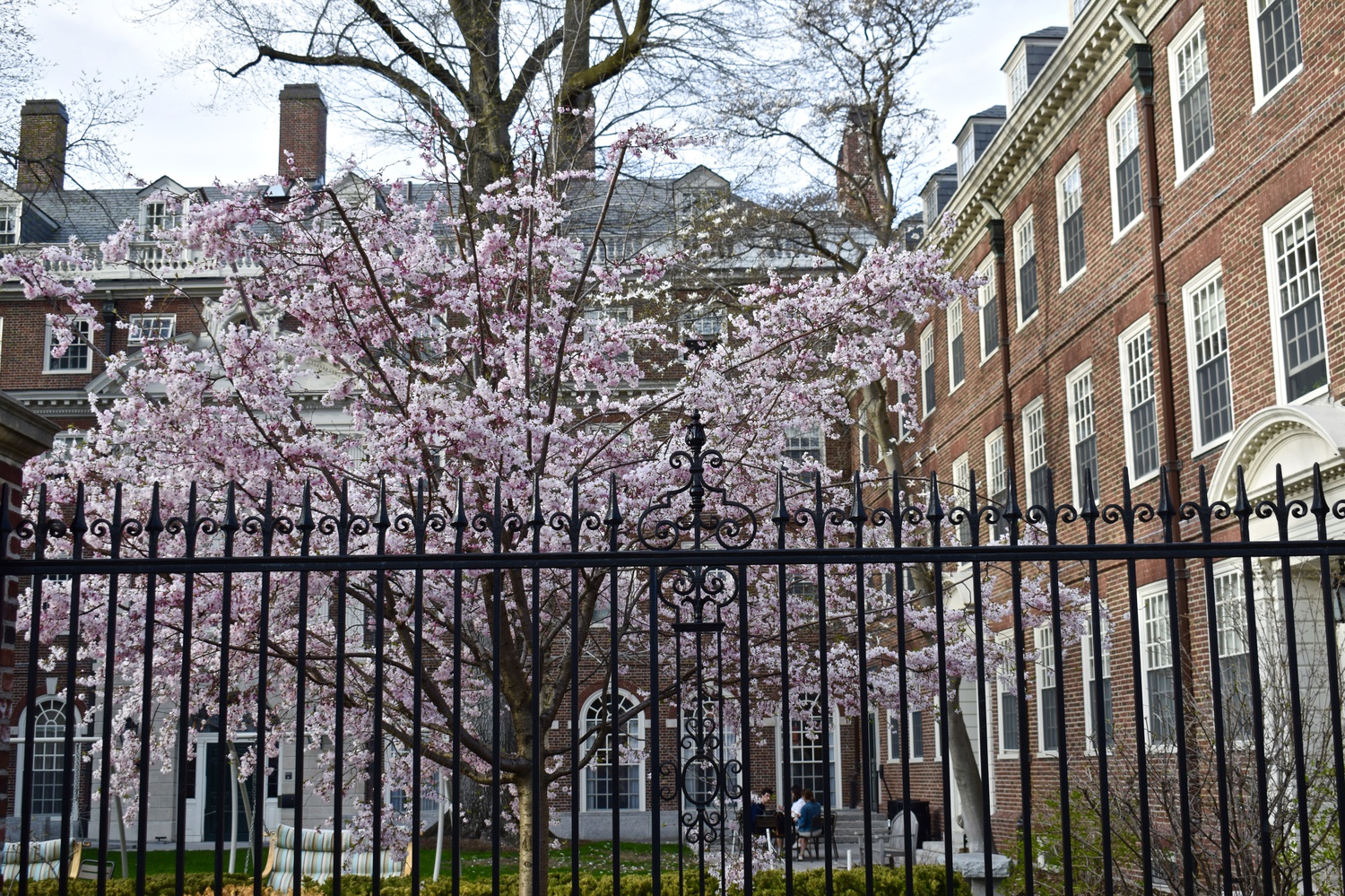 Students grab a meal under the shade of blooming trees in Leverett Courtyard.