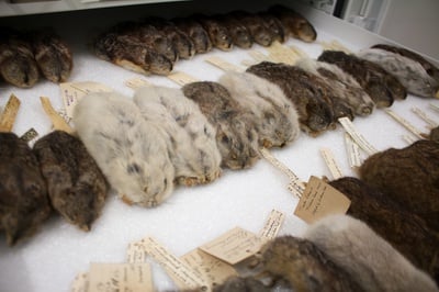 Cover image for 21 Million Specimens: Behind Harvard’s Underground Animal Collections