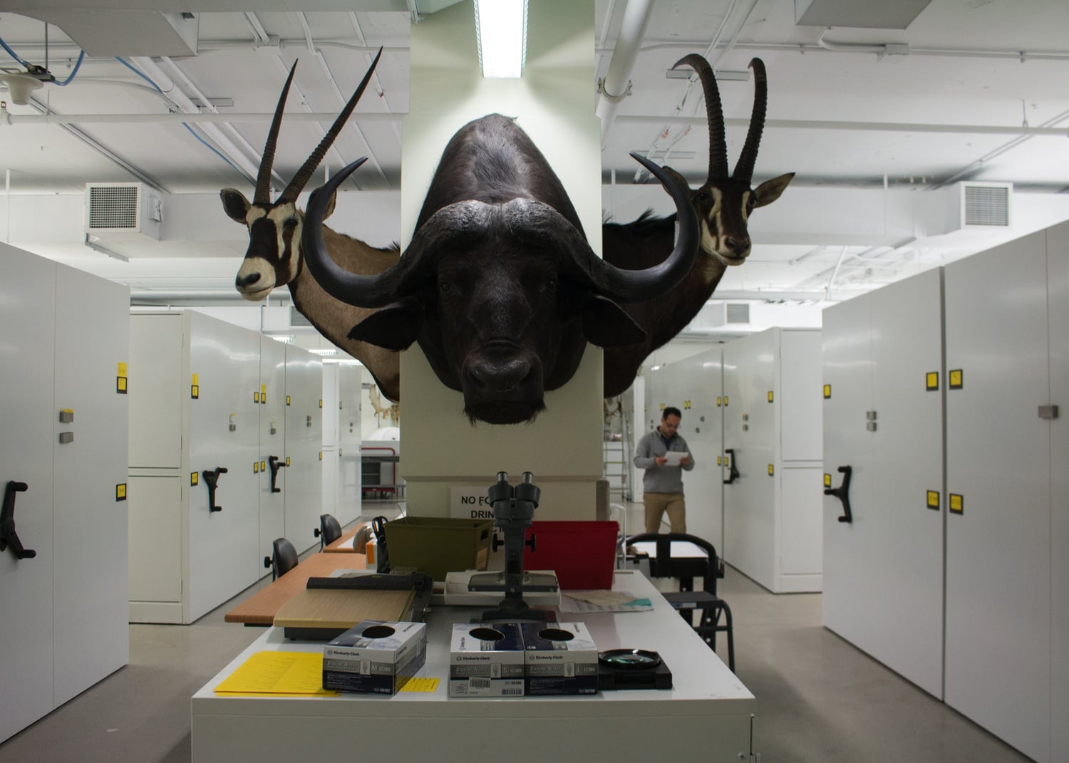 Today, the Museum of Comparative Zoology preserves millions of specimens as part of the largest university-based natural history museum in the world.