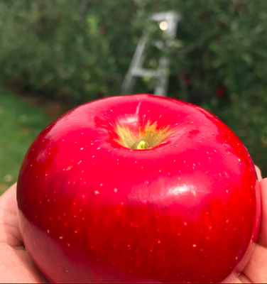 Cover image for Apple Orchard