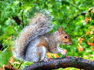 Cover image for Much Ado About Acorns