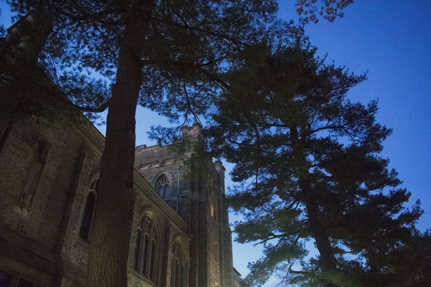 Administrators plan to fell a century-old red oak tree on the Divinity School's campus as part of planned renovations to Andover Hall. Some students are outraged.