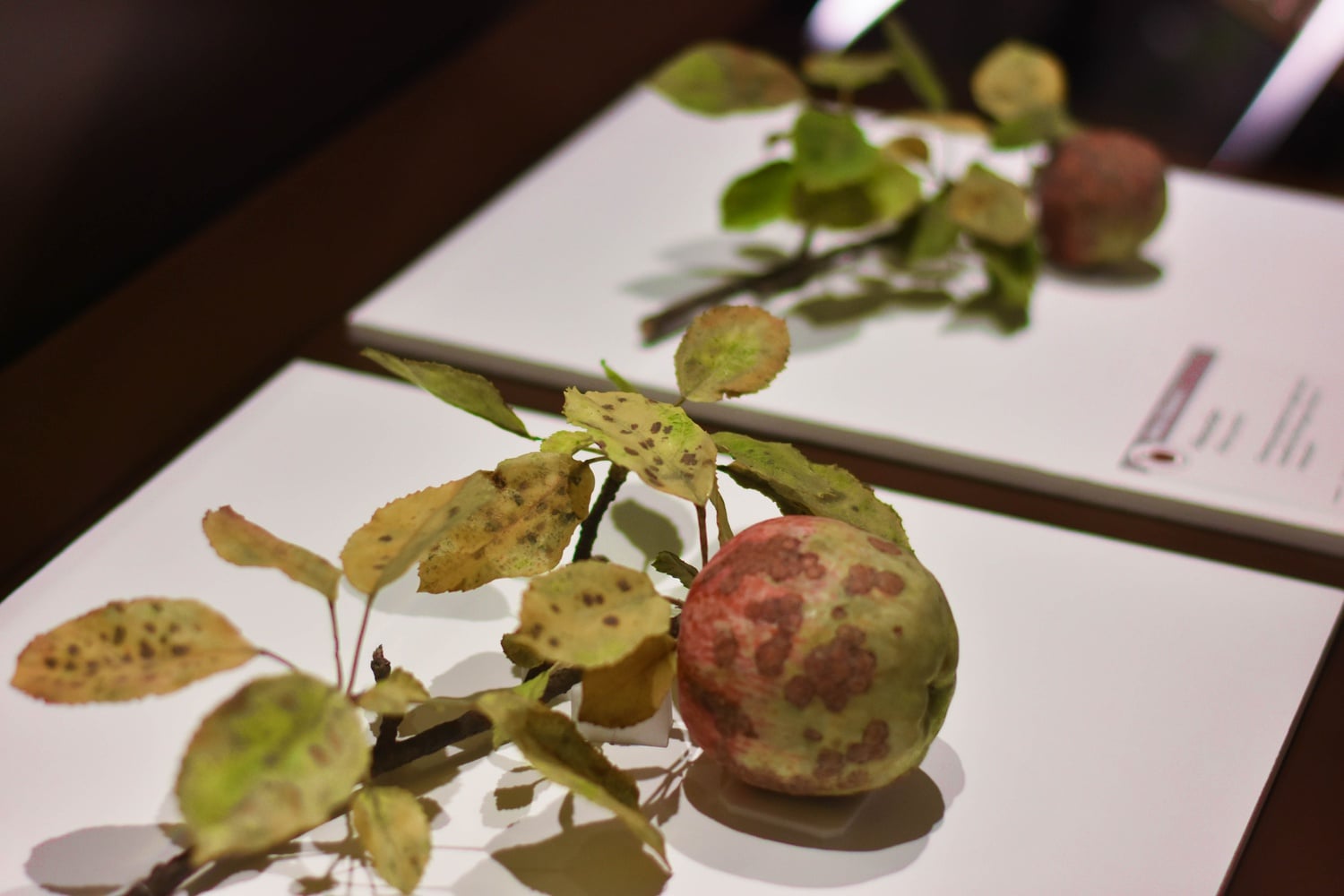 Models of rotten apples made from wax and glass are intended, according to their creator, to showcase the beauty that a supposedly spoiled object can hold.