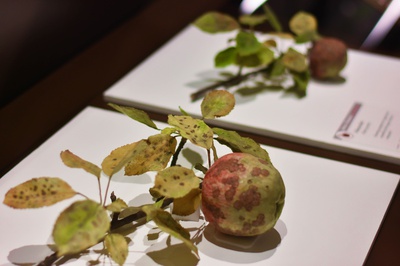 Cover image for Faux Fungus
