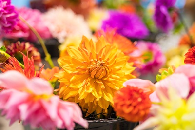 Cover image for Farmer's Market