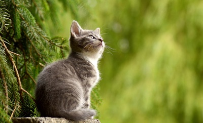 Cover image for Cat's-eye View