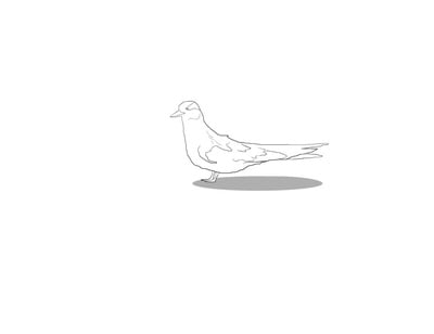 Cover image for Tern, Not Gull