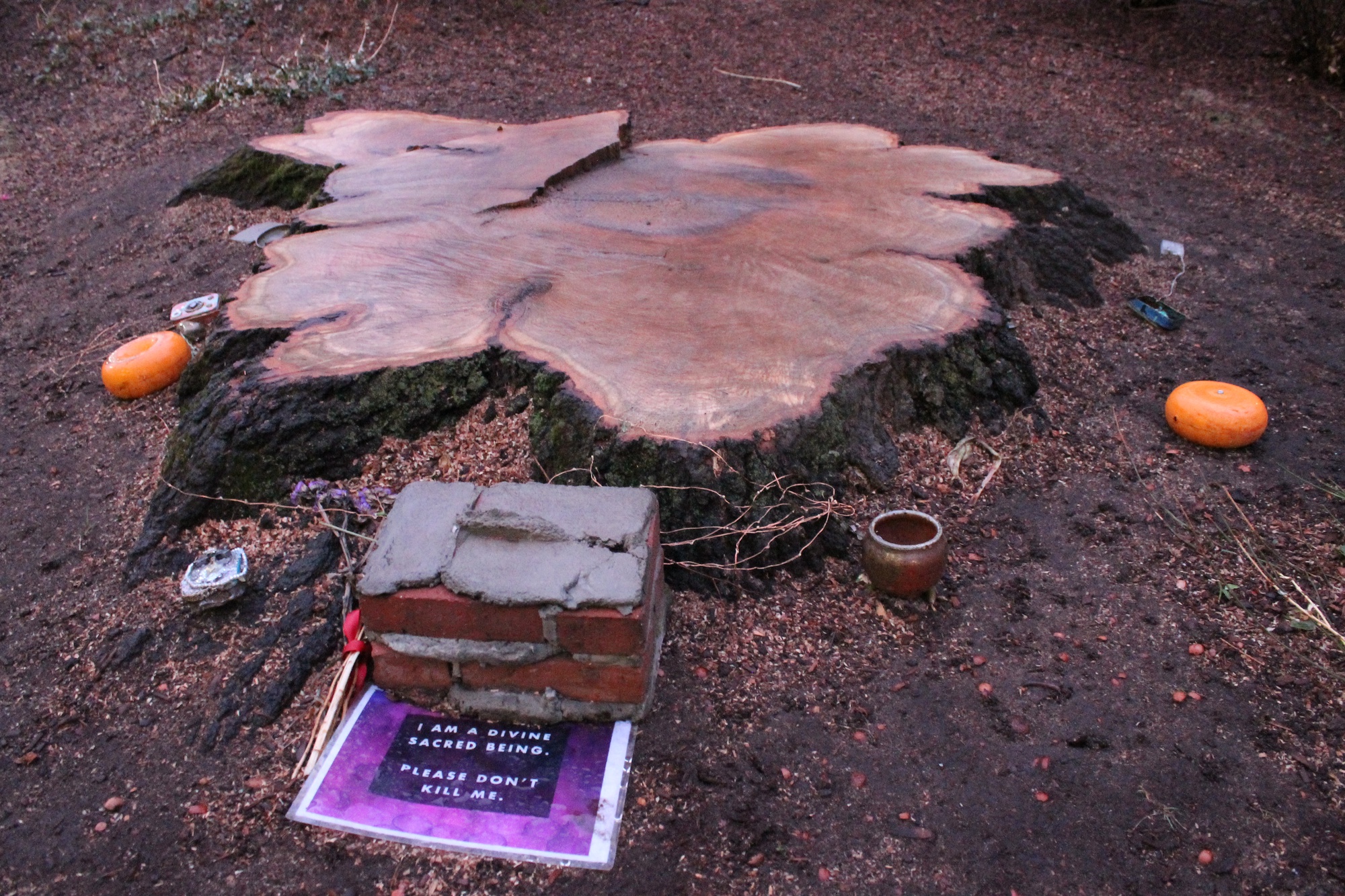 After Months of Student Protest, Harvard Divinity School Tree Chopped ...
