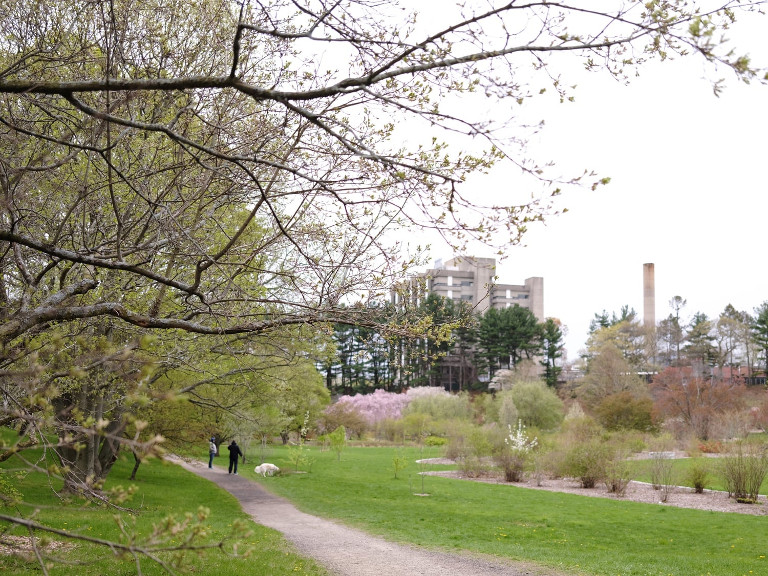 Arnold Arboretum celebrated its 150th anniversary Tuesday.