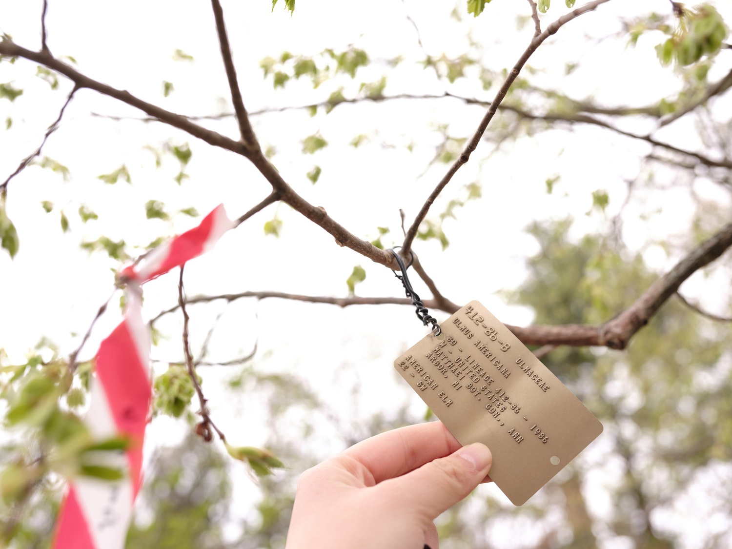 The Arnold Arboretum is made up of 281 acres of land.