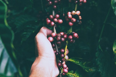 Cover image for Score at the Top Berries