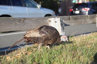 Cover image for Harvard Turkey