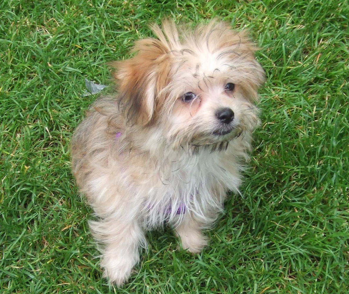 Olivia A. Benowitz '09 adopted a Maltese-Pomeranian mix named Maisie the day she received her Harvard diploma.