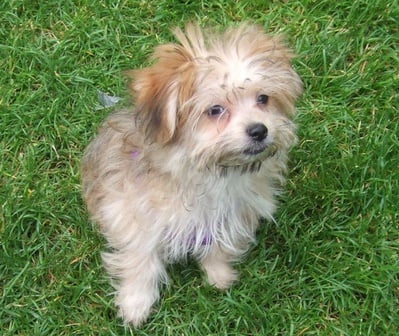Cover image for Maisie the Dog