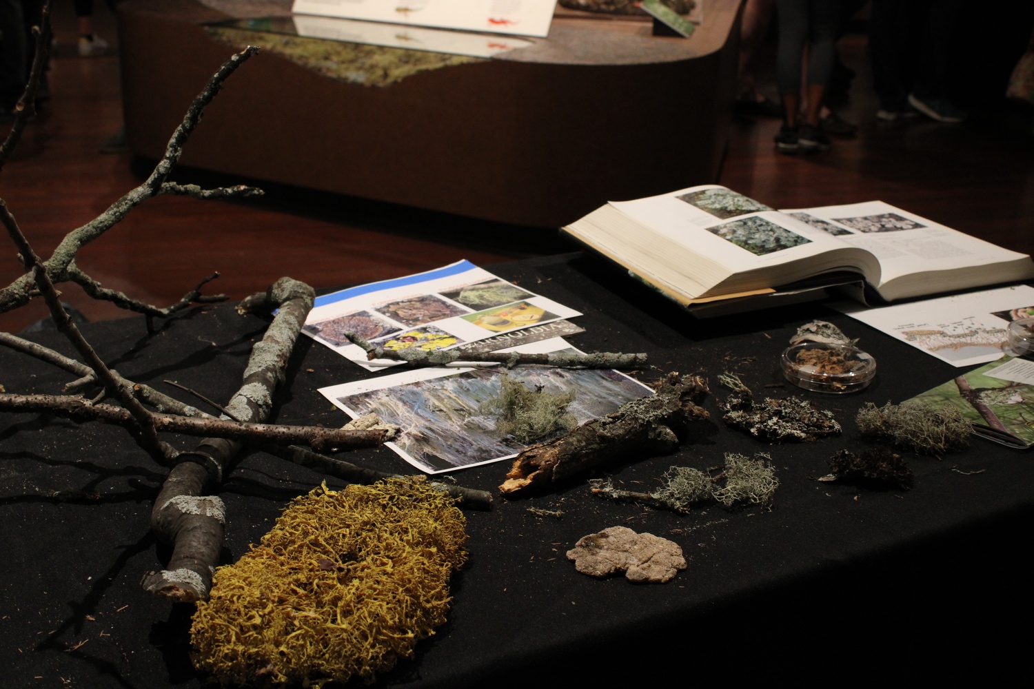 The Fabulous Fungus Fair, led by Harvard students, features a variety of museum collections, displays, and activities surrounding mushrooms, yeasts, and molds.