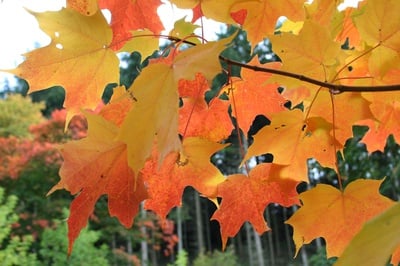 Cover image for The October-ocity of Purported ‘October Songs’