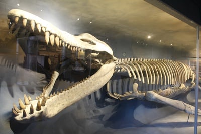 Cover image for The Kronostory of the Kronosaurus