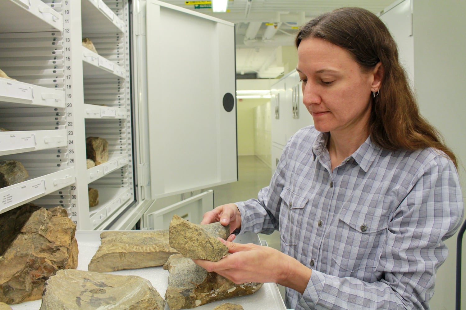 Since February 2001, Jessica Cundiff has worked as a Curatorial Associate in the Verterbrae Paleontology at the Museum of Comparative Zoology, working on projects including a collection renovation, a website redesign, and the digitization of collections data.