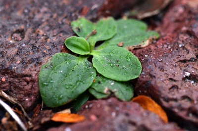 Cover image for Don’t Forget About Plants After the Leaves Fall