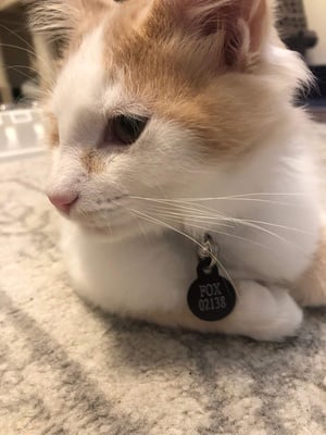 Cover image for Pets of Harvard Fox