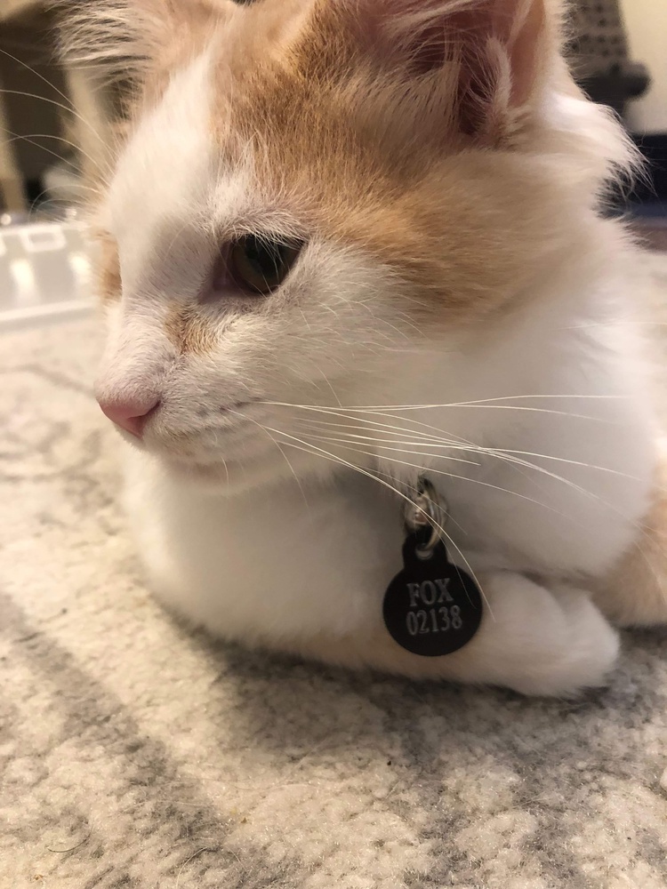 Fox sporting his name tag