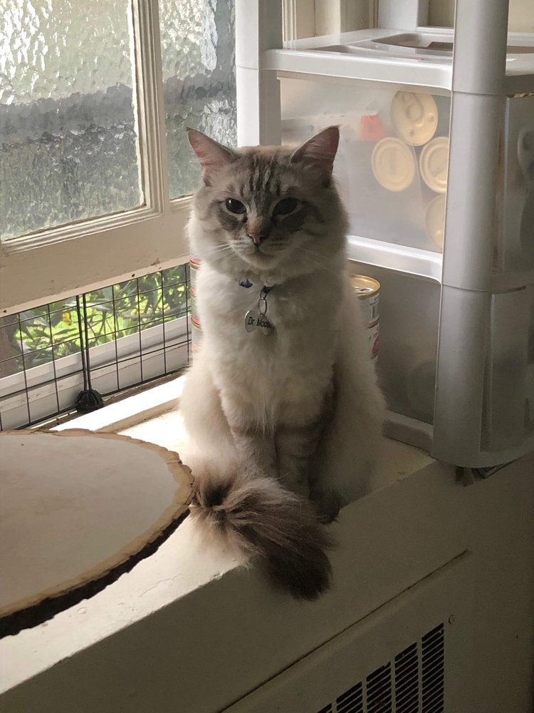 Moose in a windowsill