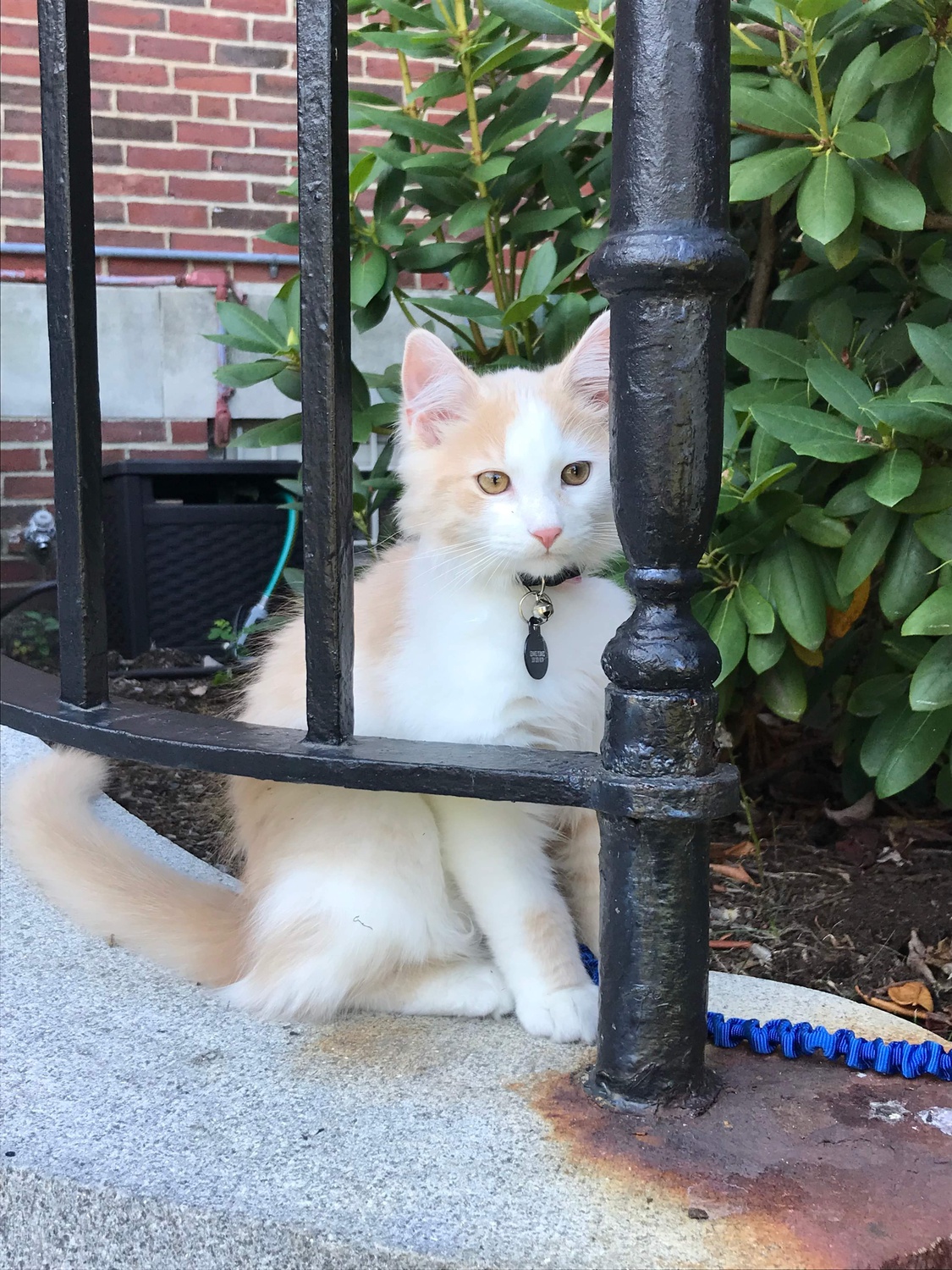 Fox figuring out fences.