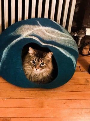 Cover image for Pets of Harvard Boris in a house